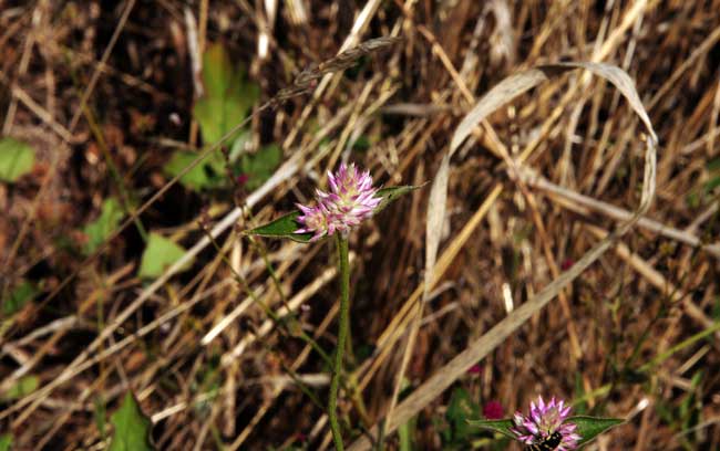 Gomphrena sonorae, Sonoran Globe Amaranth, Southwest Desert Flora Gomphrena sonorae, Sonoran Globe Amaranth, Southwest Desert Flora